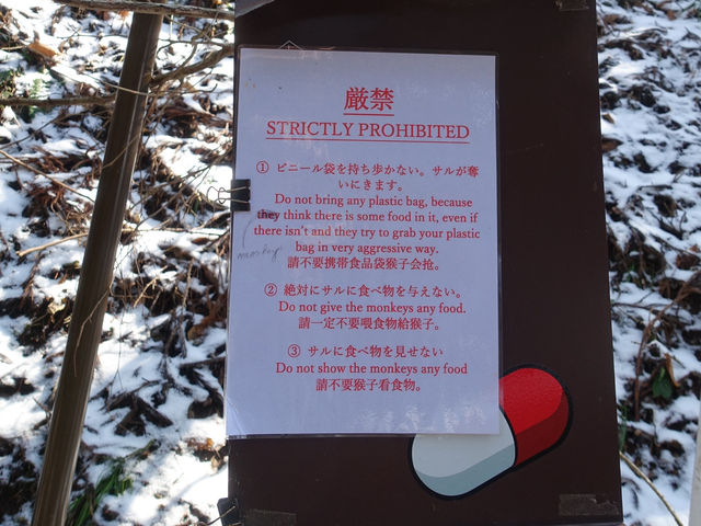 🐒 Jigokudani Yaen-Koen – A Snow Monkey Experience Worth the Hike