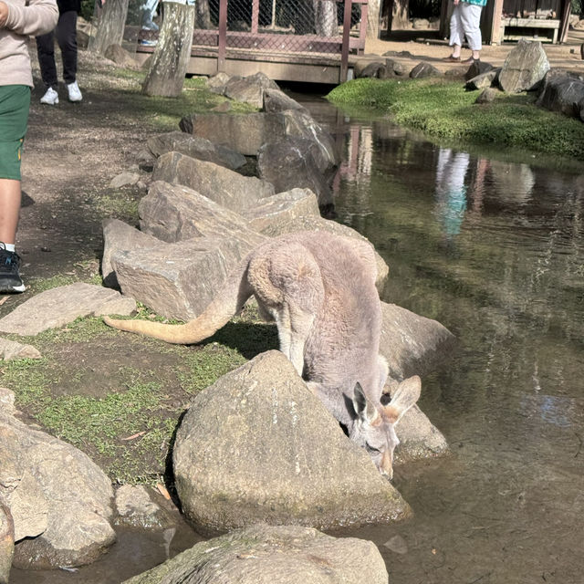 Animals and Theme Parks