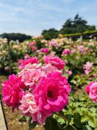 神代植物公園🇯🇵で花と植物に癒される💐⟡.·🪴