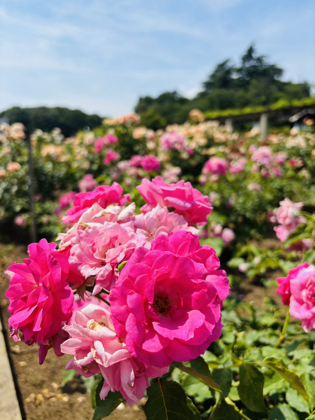 神代植物公園🇯🇵で花と植物に癒される💐⟡.·🪴
