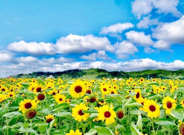 花博大佳河濱公園向日葵花海
