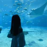 🐋Okinawa Churaumi Aquarium🐋