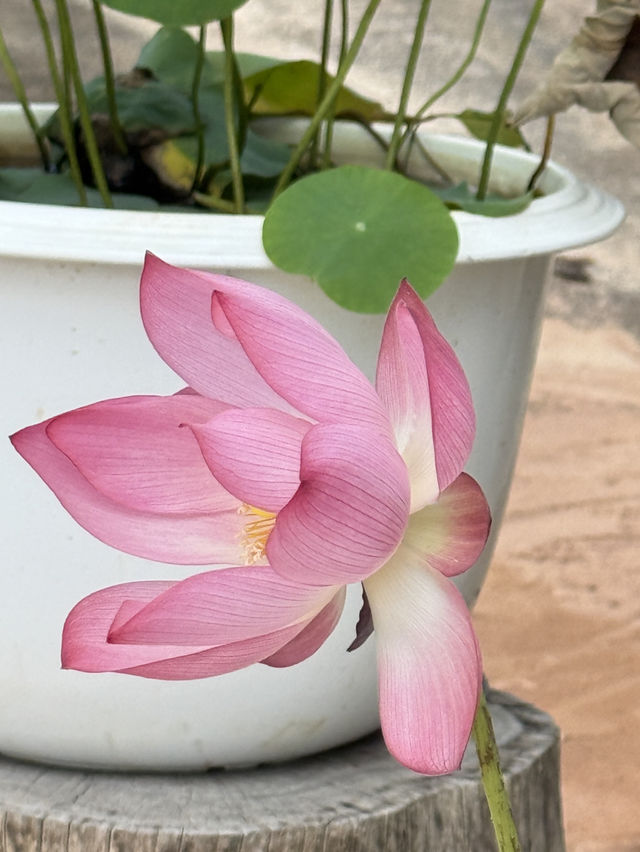 วัดอุทยานธรรมหนองบัวแดง ถ้ำนาคา เขมราฐ