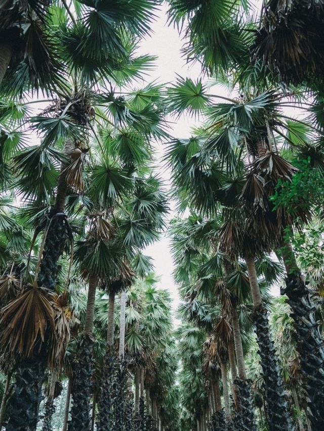 สวนตาลลุงถนอม
