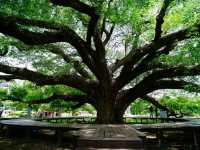 Shade Goals at the Giant Monkey Pod Tree