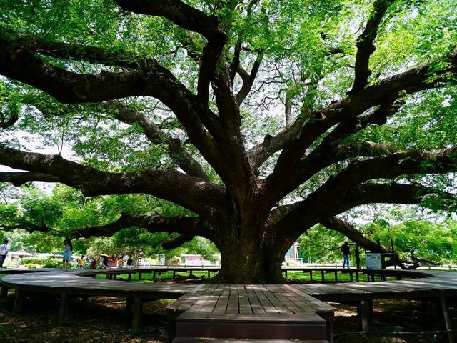 Shade Goals at the Giant Monkey Pod Tree