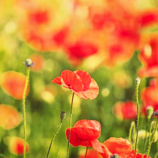 Solo Escape to Olympic Park’s Wildflower Field: Seoul’s Natural Sanctuary** 🌼🌿  