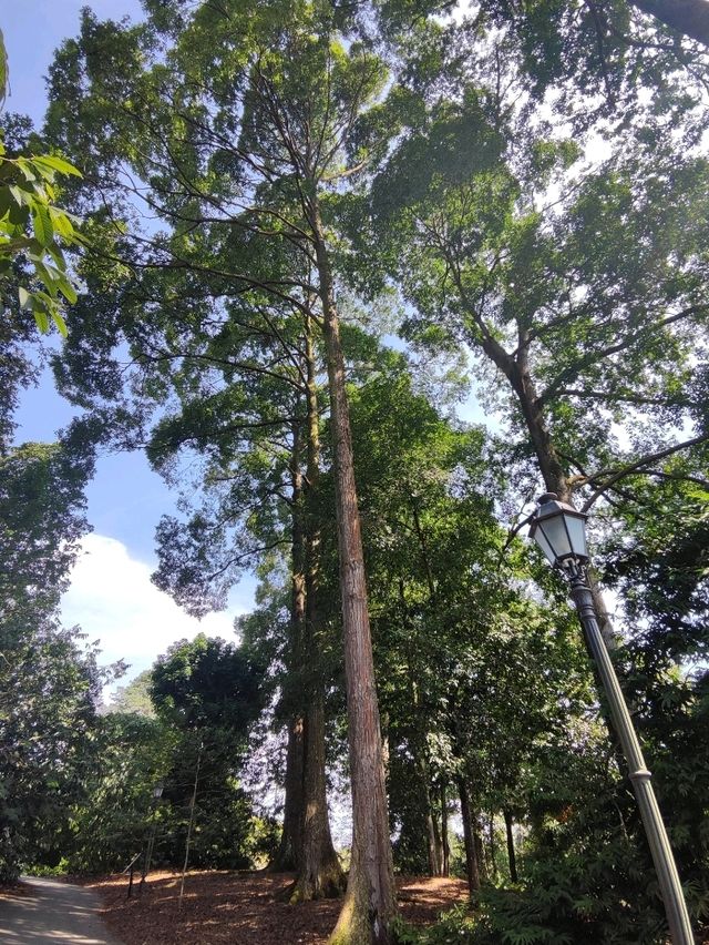 Botanic Garden in Singapore
