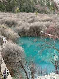 Aqua Terror: Jiuzhaigou’s Liquid Jade Insurgency