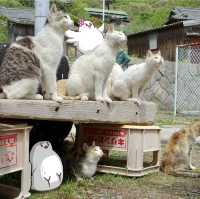 【愛媛】ネコと1日遊べる猫島