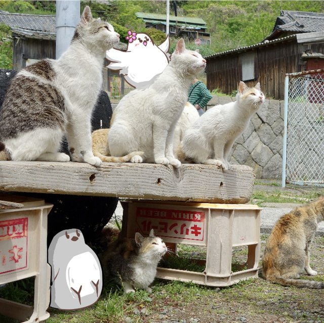 【愛媛】ネコと1日遊べる猫島 【愛媛】ネコと1日遊べる猫島