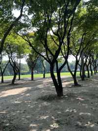 서울숲의 숲길들