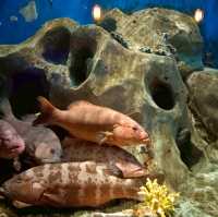 Sea Shell Aquarium