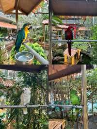 高雄必去親子景點！《天使與惡魔 寵物互動園區》🐶🐱🦜