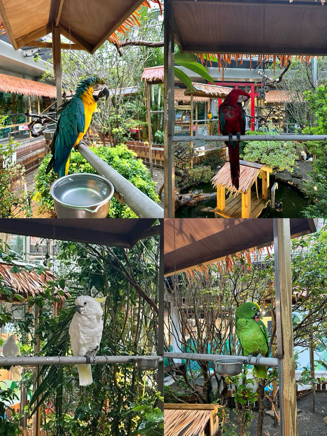 高雄必去親子景點！《天使與惡魔 寵物互動園區》🐶🐱🦜