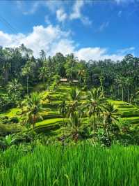 Tegallalang Rice Terraces: Nature’s Beautiful Staircase