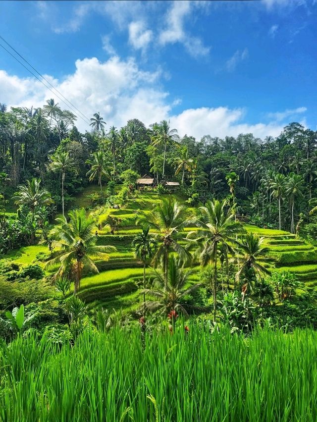 Tegallalang Rice Terraces: Nature’s Beautiful Staircase