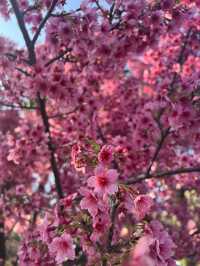 Cherry blossoms in Shanghai during spring