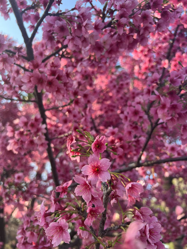 Cherry blossoms in Shanghai during spring