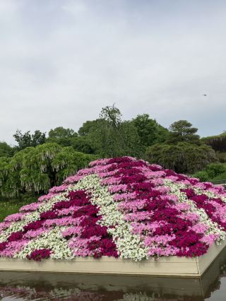 [Tochigi, Ashikaga City] 🌷 Ashikaga Flower Park 🪻 ~ A giant wisteria tree over 600 years old ~