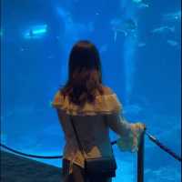 🌊 SEA Aquarium Singapore – Dive Into the Deep Blue 🐠🐟