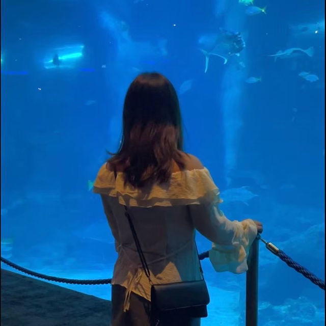  🌊 SEA Aquarium Singapore – Dive Into the Deep Blue 🐠🐟