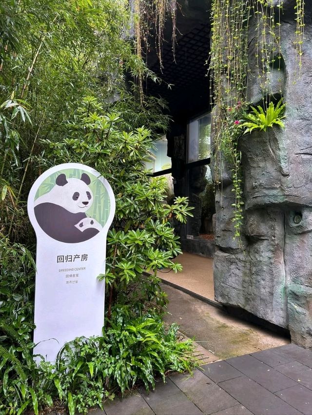 Panda Valley Dujiangyan Panda Valley Dujiangyan