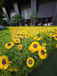 ถ่ายรูปสวนดอกทานตะวัน สถานีนาโกย่า