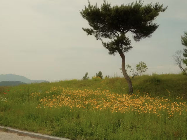 韓国南原市🇰🇷
