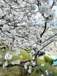 🇰🇷清州✈️無心川櫻花路무심천벚꽃길🌸