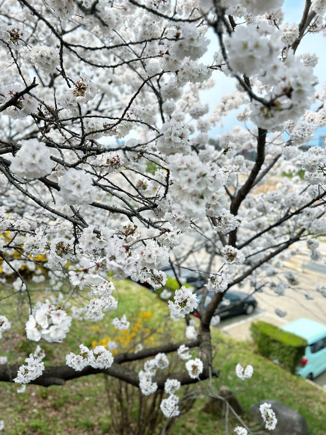 🇰🇷清州✈️無心川櫻花路무심천벚꽃길🌸