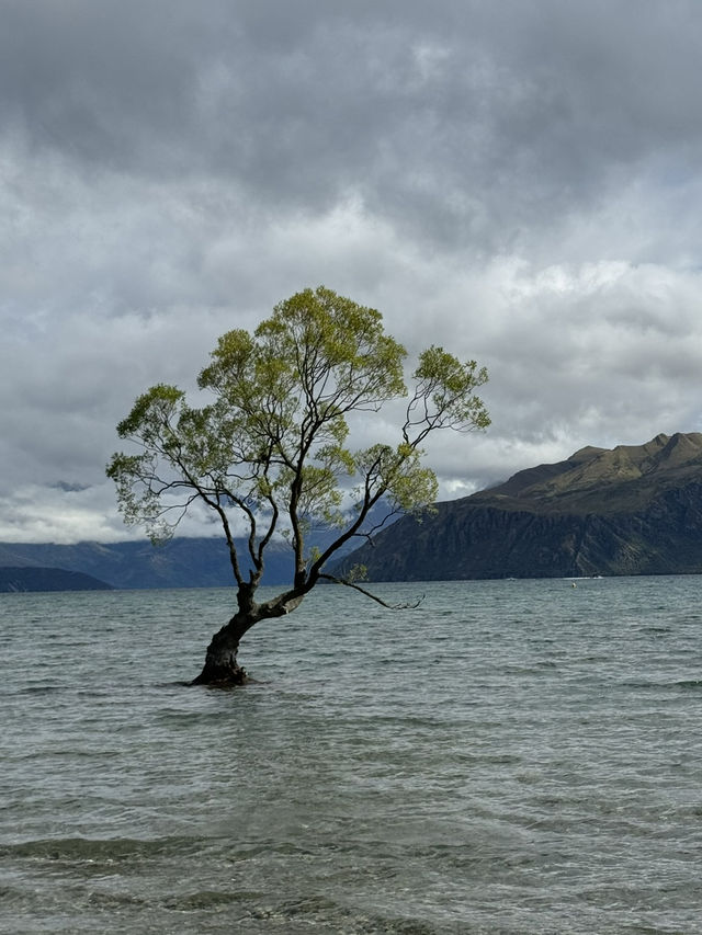 🇳🇿紐西蘭南島6大夢幻打卡地！行程懶人包+逗留時間參考🌲🗻🍔