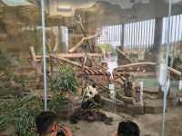 Chengdu Panda Base