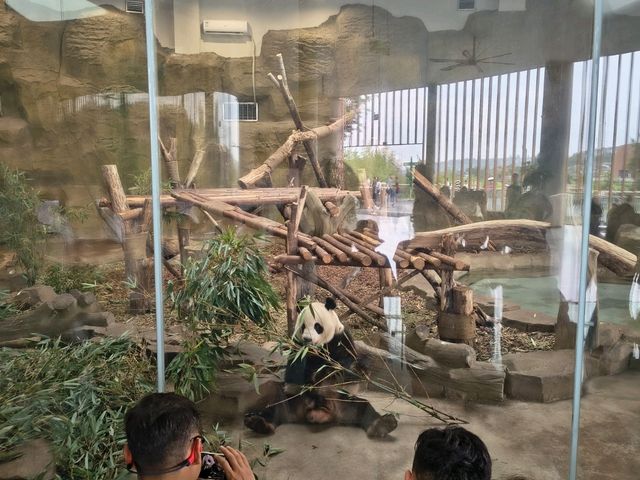 Chengdu Panda Base