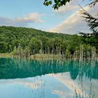 Dreamscape in Blue: My Solo Trip to the Blue Pond, Hokkaido