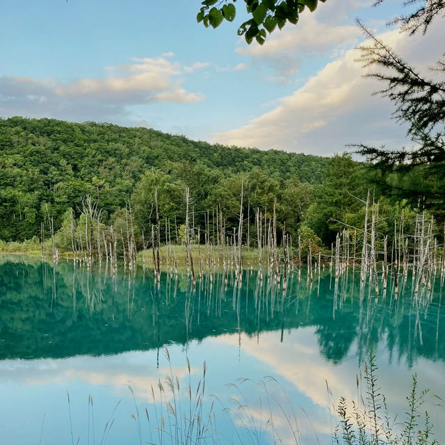 Dreamscape in Blue: My Solo Trip to the Blue Pond, Hokkaido