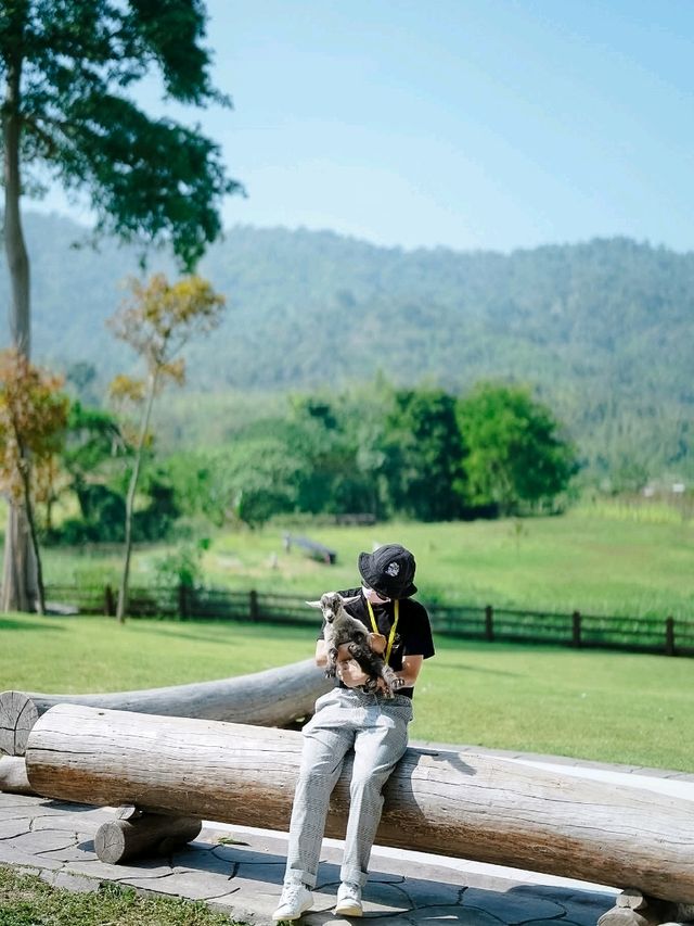 สวนสัตว์ Alpaca Hill