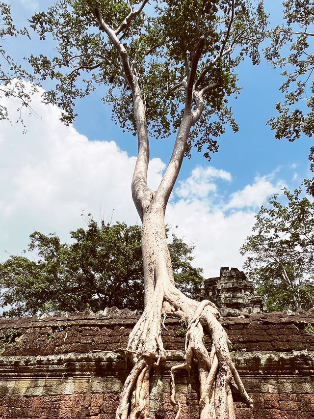 Ta Prohm Temple, Angkor 🇰🇭🌿 — The “Tomb Raider” Temple Adventure Ta Prohm Temple, Angkor 🇰🇭🌿 — The “Tomb Raider” Temple Adventure