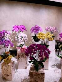 Beautiful Orchid Culture Store: Must-Visit Paradise for Orchid Lovers