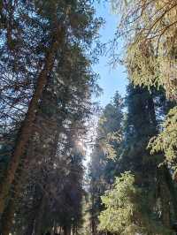 A Walk on the Snowy Pine Trail
