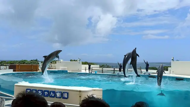 🐬 沖繩美麗海水族館｜小小孩超好逛攻略（0～5 歲）