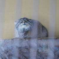 สวนสัตว์อาซาฮิยามะ asahiyama zoo