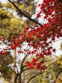 【拙政园】蘇州の秋を象徴するような🍁穏やかで美しい時間でした🍁