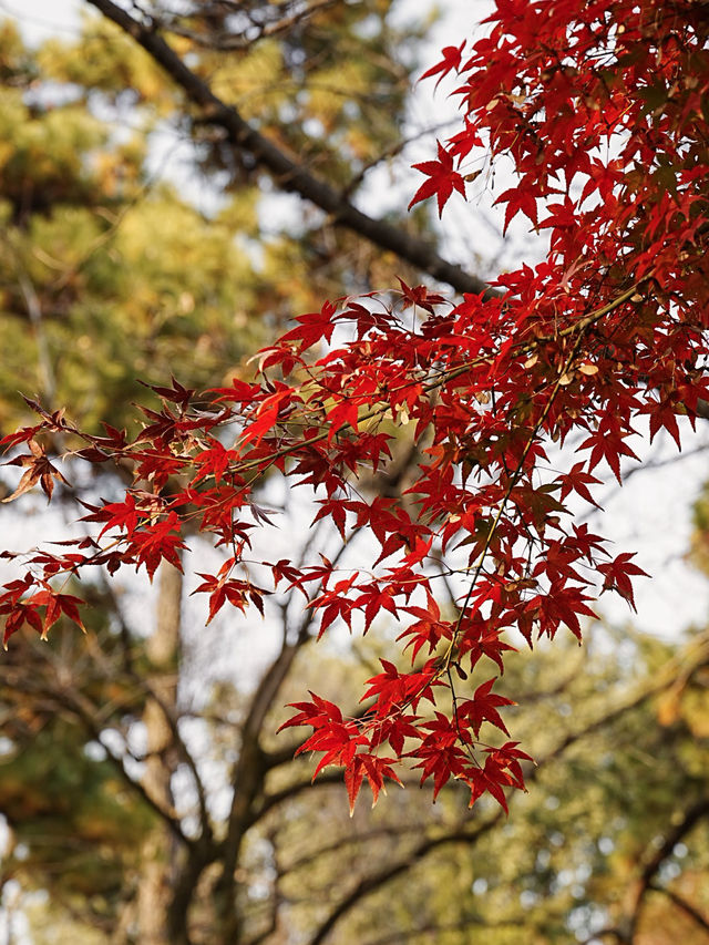 【拙政园】蘇州の秋を象徴するような🍁穏やかで美しい時間でした🍁 【拙政园】蘇州の秋を象徴するような🍁穏やかで美しい時間でした🍁