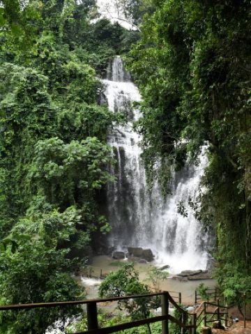Побыть в зелени: спокойное время в лесах Камеруна