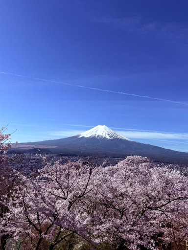桜🌸 + 富士山🗻 = 比類なき美しさ | Trip.com 富士宮