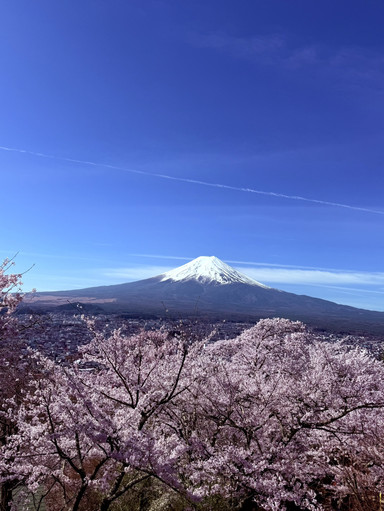 桜🌸 + 富士山🗻 = 比類なき美しさ | Trip.com 富士宮