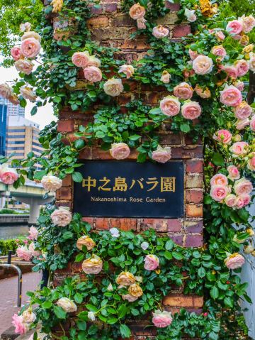 Osaka] Enjoy Flowers and a Famous Castle in the City: Nakanoshima