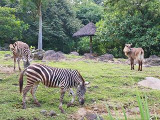 Wild Luxury: Sleep in a Baobab with Safari Vibes 🦒🌳