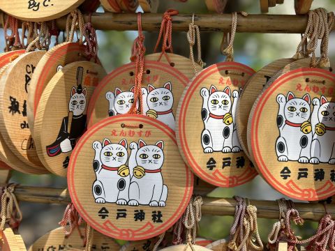 Tokyo: Must-Visit Sanctuaries for Cat Lovers. | Trip.com Tokyo